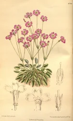 Primula tibetica, Primulaceae